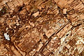 Cubic rot at the foot of the remarkable La Sentinelle oak - Forêt de Tronçais - Allier. The Tronçais forest is considered to be one of the most beautiful oak forests in Europe. It was awarded the Forêt dException label in 2018. This label is a guarantee of excellence in France.
