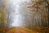 Leaf-covered forest road on a misty autumn evening - Forêt de Tronçais - Allier. The Tronçais forest is considered one of the most beautiful oak forests in Europe. It was awarded the Forêt dException label in 2018. This label is a guarantee of excellence. France