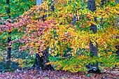 Autumn foliage of a Common Beech on a rainy day in the Forêt de Tronçais - Allier. The Tronçais forest is considered one of the most beautiful oak forests in Europe. It was awarded the Forêt dException label in 2018. This label is a guarantee of excellence. France