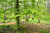 Walking trail in the Futaie Colbert II - Forêt de Tronçais - Allier. This forest, which was inaugurated on July 10, 2019, is home to bicentenary oaks. The Tronçais forest is considered one of the most beautiful oak forests in Europe. It was awarded the Forêt dException label in 2018. This label is a guarantee of excellence - Allier - France