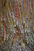 Close-up of the regenerating bark of a Giant Sequoia in the Forêt de Tronçais - Allier. The Giant Sequoia owes its exceptional longevity to its great size and its ability to regenerate, producing new bark every year. This bark makes it remarkably resistant to fire. A giant sequoia set on fire can take weeks to burn down. The tree can also heal deep wounds by reconstituting its bark. Its high tannin content protects it from insects and fungi. The Tronçais forest is considered one of the most beautiful oak forests in Europe. It was awarded the Forêt dException label in 2018. This label is a guarantee of excellence. France