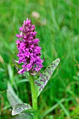 Reed orchid (Dactylorhiza majalis) in bloom, Pyrénées Orientales, France