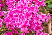 Azalea mollis Oester, flowers