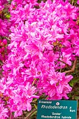 Azalea mollis Oester, flowers
