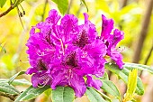 Rhododendron Blue Boy, flowers