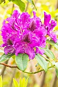 Rhododendron Blue Boy, flowers