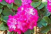 Rhododendron Germania, flowers