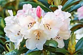 Yakushima Rhododendron Grincheux, Rhododendron yakushimanum) Grincheux, flowers