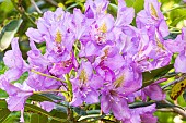 Rhododendron hybrid of Catawbiense, Rhododendron Roseum Elegans, flowers