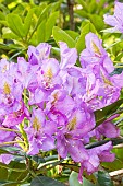 Rhododendron hybrid of Catawbiense, Rhododendron Roseum Elegans, flowers