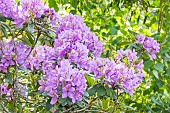 Rhododendron hybrid of Catawbiense, Rhododendron Roseum Elegans, flowers