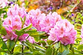 Rhododendron Scintillation, flowers
