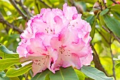 Rhododendron Lems Monarch, flowers
