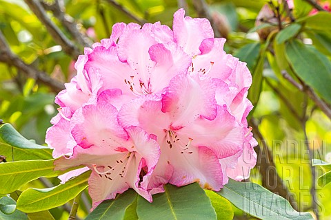 Rhododendron_Lems_Monarch_flowers