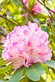 Rhododendron Lems Monarch, flowers