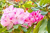 Rhododendron Lems Monarch, flowers