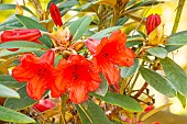 Rhododendron forrestii Repens May Day, flowers