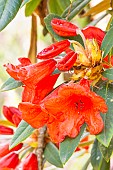 Rhododendron forrestii Repens May Day, flowers