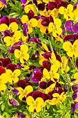 Mini pansy, Viola cornuta Penny Yellow Jump Up, flowers