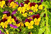 Mini pansy, Viola cornuta Penny Yellow Jump Up, flowers