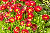 Lawndaisy Super Pompon Red, Bellis perennis Super Pompon Red, flowers