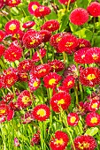 Lawndaisy Super Pompon Red, Bellis perennis Super Pompon Red, flowers