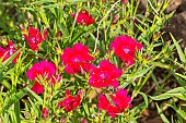Sweet William Festival Red, Dianthus interspécifique Festival Red, flowers