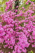 Azalea mollis Oester, in bloom