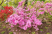 Azalea mollis Oester, in bloom
