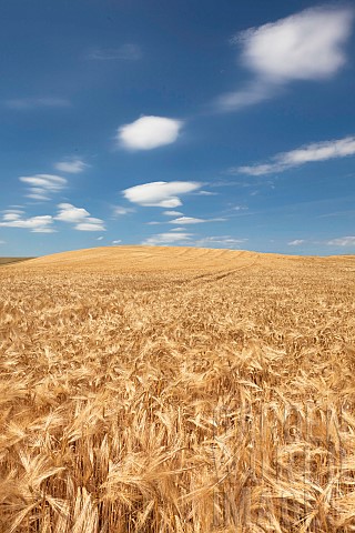 Mature_barley_plot_before_harvest_France