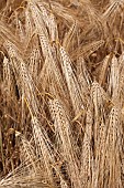 Mature six-row barley, France