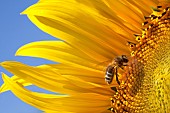 Close-up of the inside of a sunflower flower in early bloom, foraged by a honeybee (Apis mellifera).