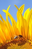 Close-up of the inside of a sunflower flower in early bloom, foraged by a honeybee (Apis mellifera).