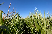 Corn flowering: the male flowers at the top will pollinate the female flowers at the bottom, by gravity or wind. At this critical stage, a lack of water can cause the ears to abort. France