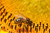 Honey bee (Apis mellifera) foraging on a sunflower, France