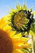 Sunflower (Helianthus annuus) flower bud before flowering