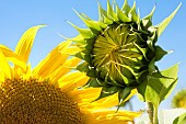 Sunflower (Helianthus annuus) flower bud before flowering