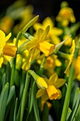 Narcissus Tete a tete