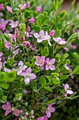 Aniseed boronia (Boronia crenulata)