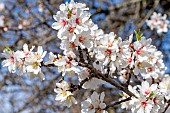Almond (Prunus dulcis) blossom in february, Bouches-du-Rhone, France
