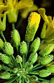 Terminal bud of rapeseed (Brassica napus) flower stalk in the dew, France