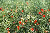 Mayweeds, poppies, bedstraws and cornflowers in a field of rapeseed, France