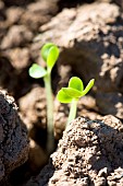 Emergence of a rapeseed seedling with cotyledons. Susceptible to weevil and slug attacks, France