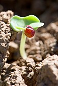 Emergence of a rapeseed seedling with cotyledons. Susceptible to weevil and slug attacks, seed treated with red insecticide, France