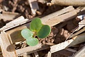 Emergence of a rapeseed seedling with cotyledons. Direct sowing into barley or wheat stubble. Susceptible to weevil and slug attacks, France