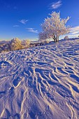 Alisier tree covered in fresh snow in the Jura. Grand Colombier massif, Ain, France