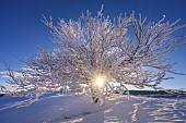 Alisier tree covered in fresh snow in the Jura. Grand Colombier massif, Ain, France