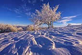 Alisier tree covered in fresh snow in the Jura. Grand Colombier massif, Ain, France