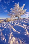 Alisier tree covered in fresh snow in the Jura. Grand Colombier massif, Ain, France