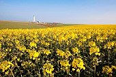 Rapeseed in flower, spring crop near the Antifer lighthouse north of Le Havre, Normandy, France